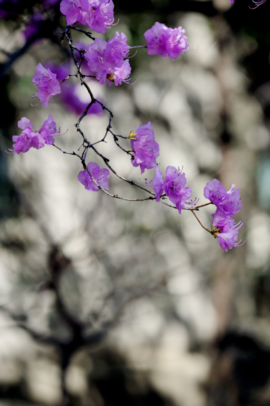DSC_9498.jpg