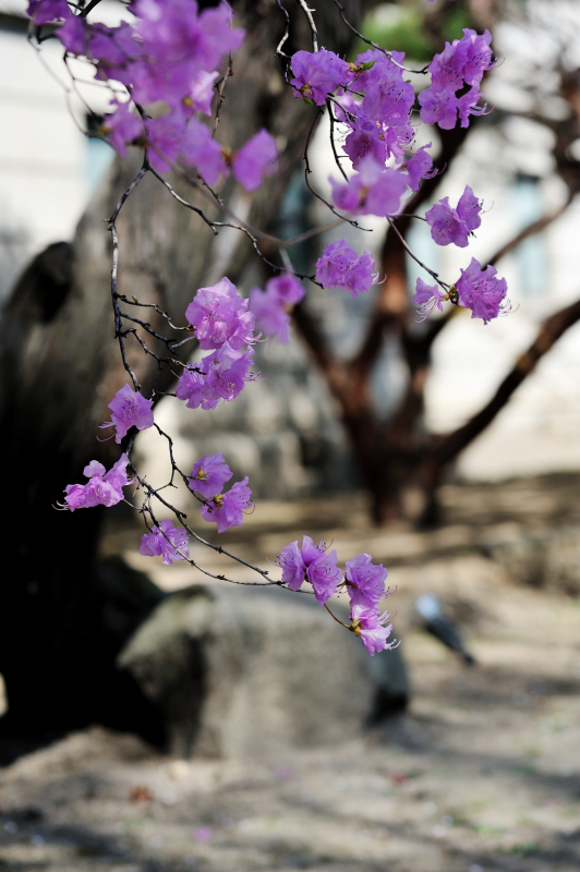 DSC_9496.jpg