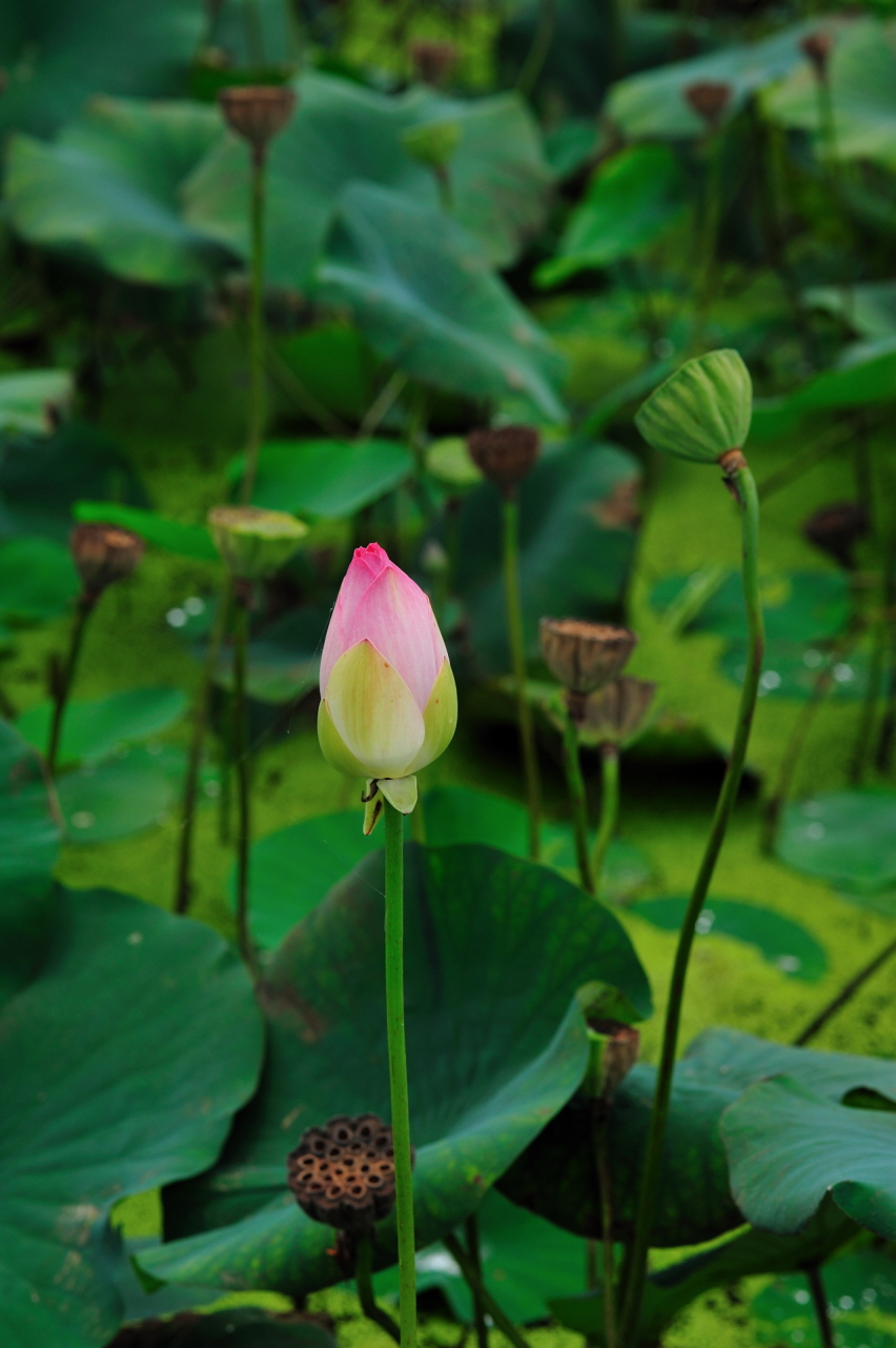 DSC_8558.jpg