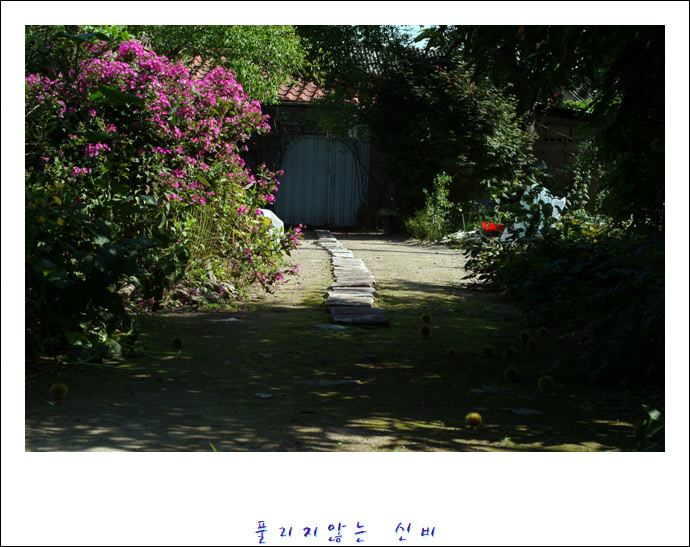 DSCF0007.JPG