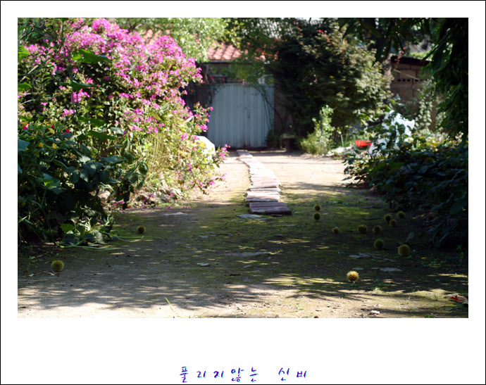 DSCF0008.JPG