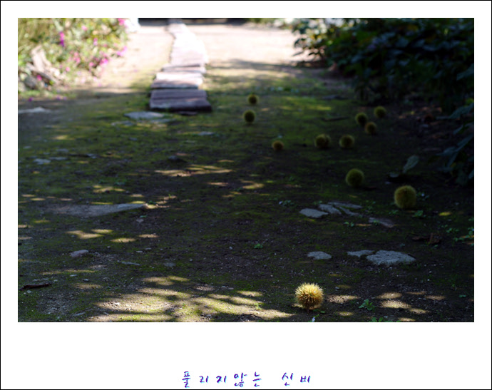 DSCF0009.JPG